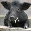 Blackpig2